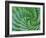 Succulent Swirl-Karen Ussery-Framed Giclee Print