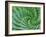 Succulent Swirl-Karen Ussery-Framed Giclee Print