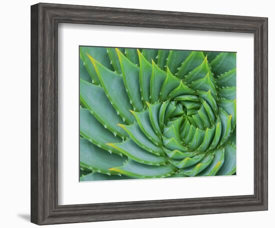 Succulent Swirl-Karen Ussery-Framed Giclee Print