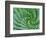 Succulent Swirl-Karen Ussery-Framed Giclee Print