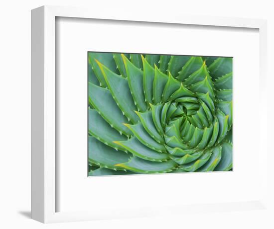 Succulent Swirl-Karen Ussery-Framed Giclee Print