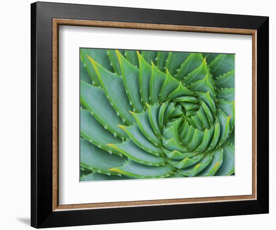 Succulent Swirl-Karen Ussery-Framed Giclee Print