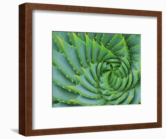 Succulent Swirl-Karen Ussery-Framed Giclee Print