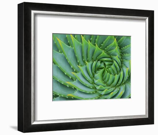 Succulent Swirl-Karen Ussery-Framed Giclee Print