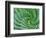 Succulent Swirl-Karen Ussery-Framed Giclee Print