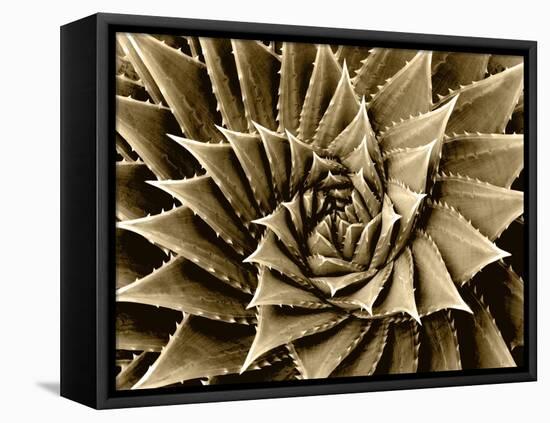 Succulent Taupe I-Mia Jensen-Framed Stretched Canvas