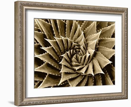 Succulent Taupe I-Mia Jensen-Framed Art Print