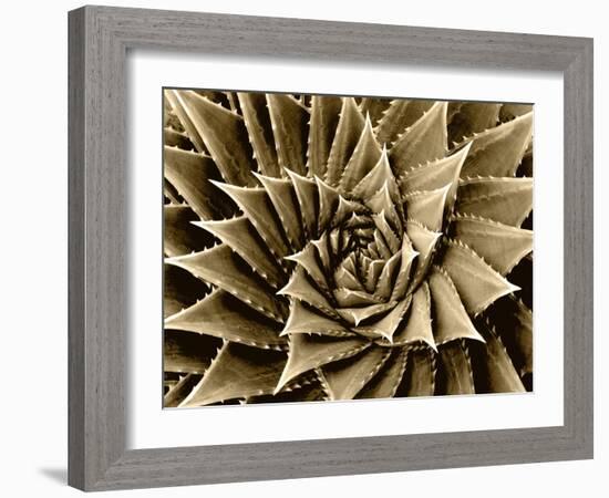 Succulent Taupe I-Mia Jensen-Framed Art Print