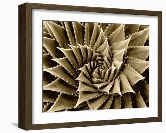 Succulent Taupe I-Mia Jensen-Framed Art Print