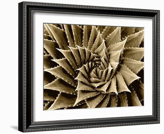 Succulent Taupe I-Mia Jensen-Framed Art Print