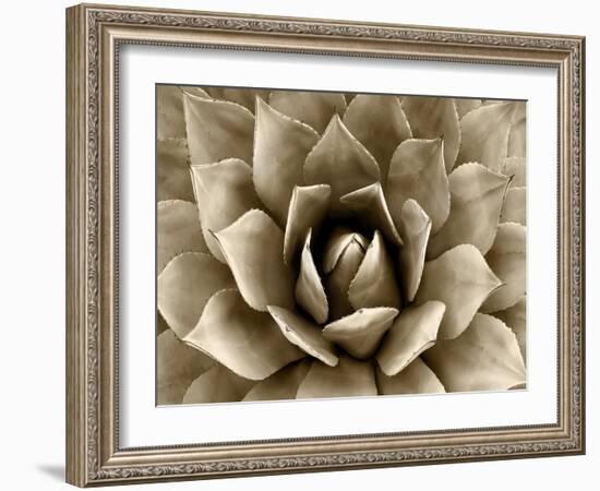 Succulent Taupe II-Mia Jensen-Framed Art Print