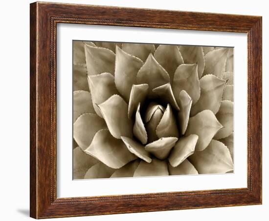 Succulent Taupe II-Mia Jensen-Framed Art Print