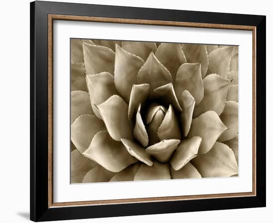 Succulent Taupe II-Mia Jensen-Framed Art Print