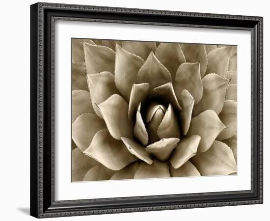 Succulent Taupe II-Mia Jensen-Framed Art Print