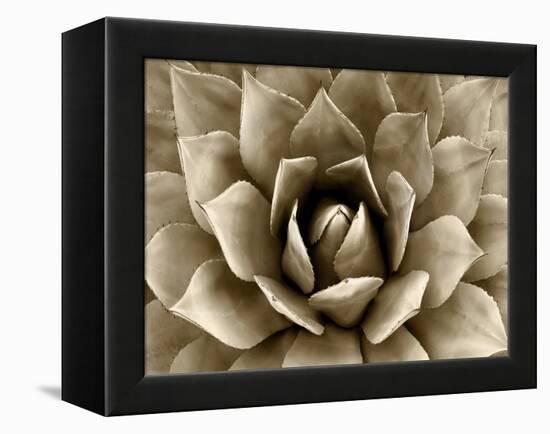 Succulent Taupe II-Mia Jensen-Framed Stretched Canvas
