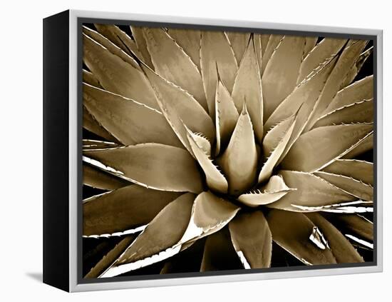 Succulent Taupe III-Mia Jensen-Framed Stretched Canvas