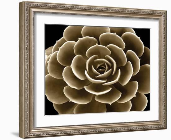 Succulent Taupe IV-Mia Jensen-Framed Giclee Print