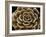 Succulent Taupe IV-Mia Jensen-Framed Giclee Print