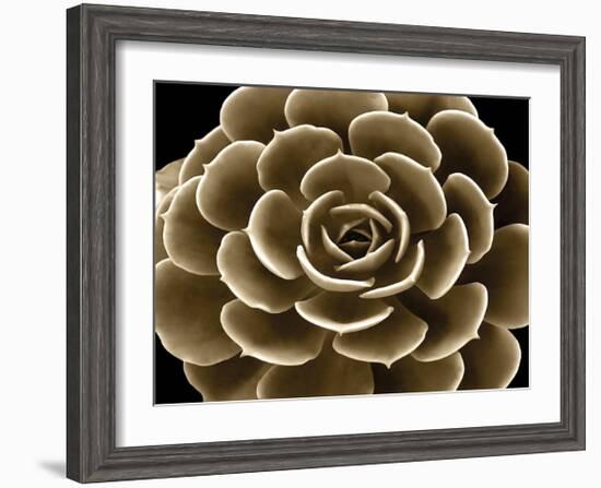 Succulent Taupe IV-Mia Jensen-Framed Giclee Print