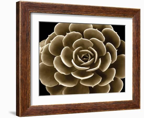 Succulent Taupe IV-Mia Jensen-Framed Giclee Print