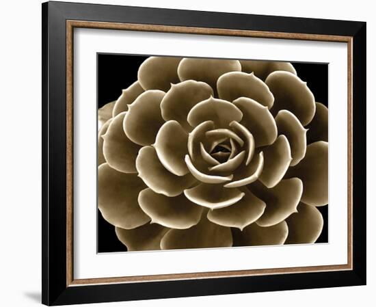 Succulent Taupe IV-Mia Jensen-Framed Giclee Print