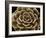 Succulent Taupe IV-Mia Jensen-Framed Giclee Print