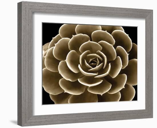 Succulent Taupe IV-Mia Jensen-Framed Giclee Print