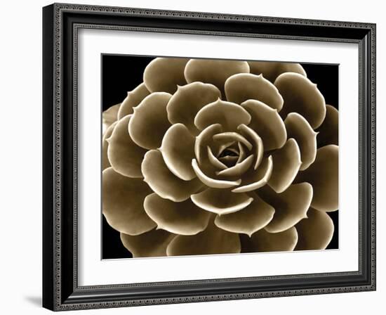 Succulent Taupe IV-Mia Jensen-Framed Giclee Print