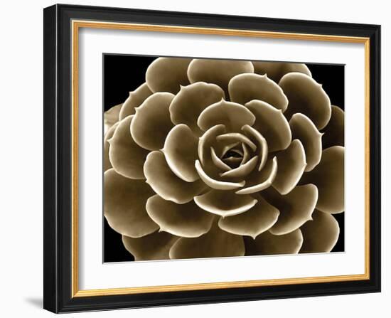 Succulent Taupe IV-Mia Jensen-Framed Giclee Print