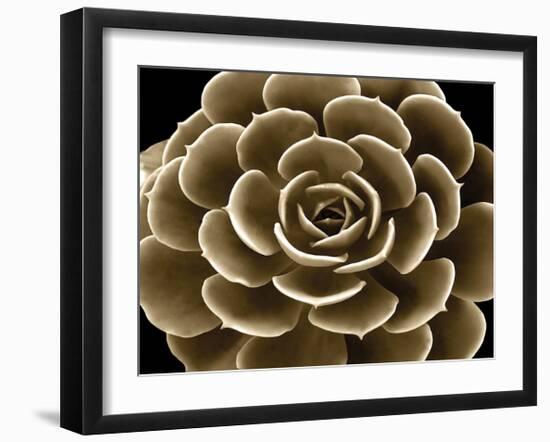 Succulent Taupe IV-Mia Jensen-Framed Giclee Print