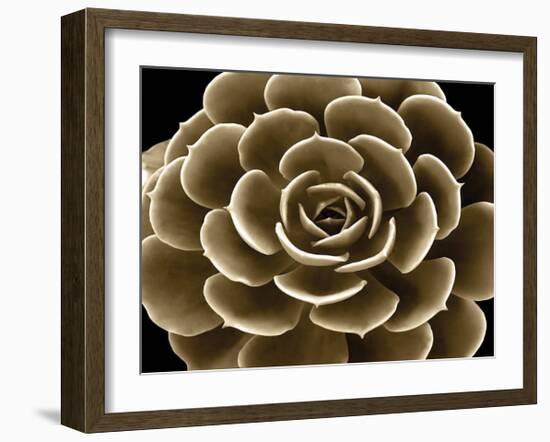 Succulent Taupe IV-Mia Jensen-Framed Giclee Print