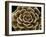 Succulent Taupe IV-Mia Jensen-Framed Giclee Print