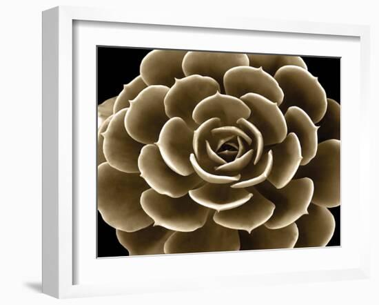 Succulent Taupe IV-Mia Jensen-Framed Giclee Print