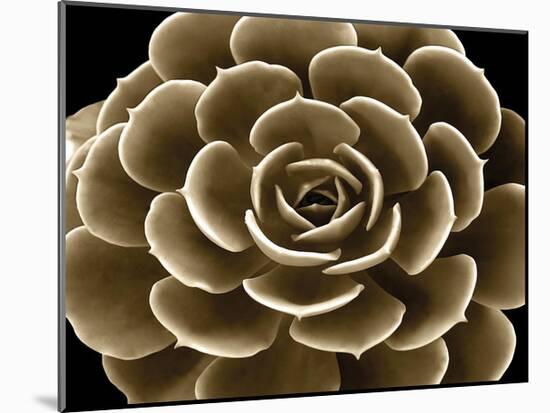 Succulent Taupe IV-Mia Jensen-Mounted Giclee Print