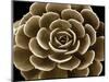 Succulent Taupe IV-Mia Jensen-Mounted Giclee Print