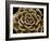 Succulent Taupe IV-Mia Jensen-Framed Art Print