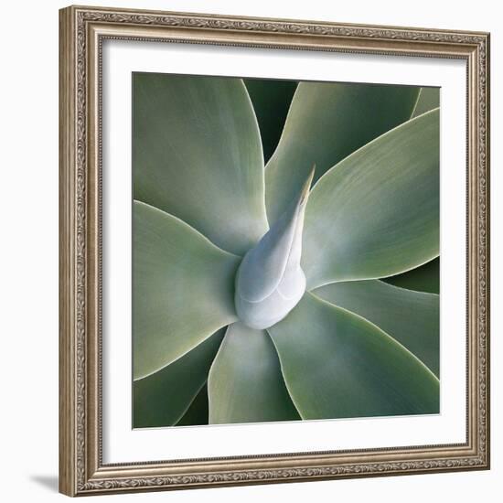 Succulent Tip-Jan Bell-Framed Art Print