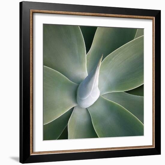 Succulent Tip-Jan Bell-Framed Art Print