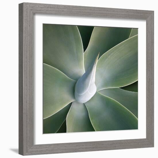 Succulent Tip-Jan Bell-Framed Art Print