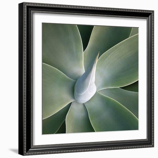 Succulent Tip-Jan Bell-Framed Art Print