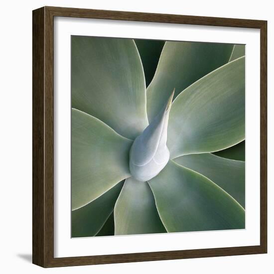 Succulent Tip-Jan Bell-Framed Art Print