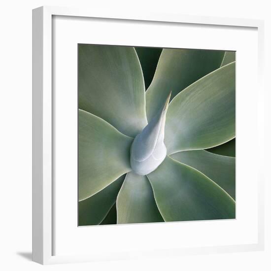 Succulent Tip-Jan Bell-Framed Art Print