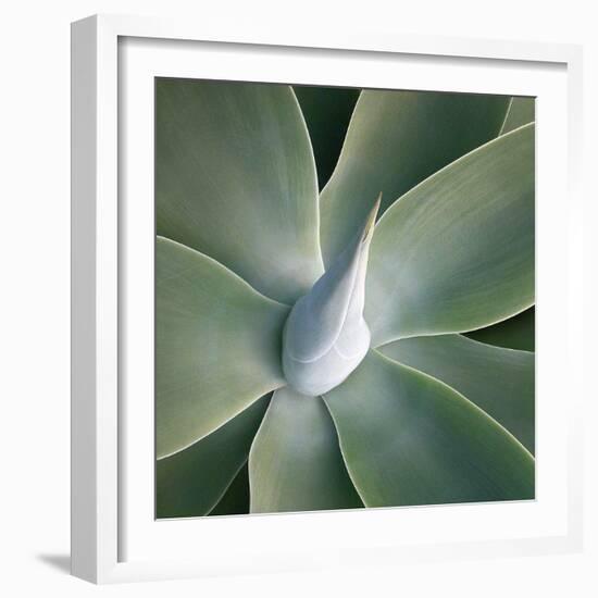 Succulent Tip-Jan Bell-Framed Art Print