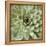 Succulent Verde II-Lindsay Benson-Framed Stretched Canvas