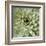 Succulent Verde II-Lindsay Benson-Framed Art Print