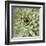 Succulent Verde II-Lindsay Benson-Framed Art Print