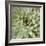 Succulent Verde II-Lindsay Benson-Framed Art Print