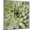 Succulent Verde II-Lindsay Benson-Mounted Art Print