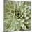 Succulent Verde II-Lindsay Benson-Mounted Art Print