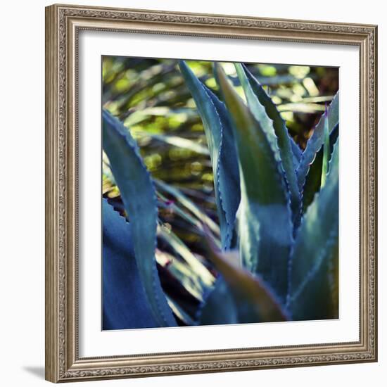 Succulent Vibes II-Sonja Quintero-Framed Photographic Print